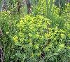 leafy spurge comp