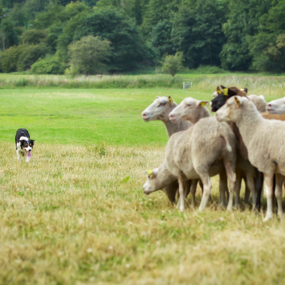 Untitled design (11)