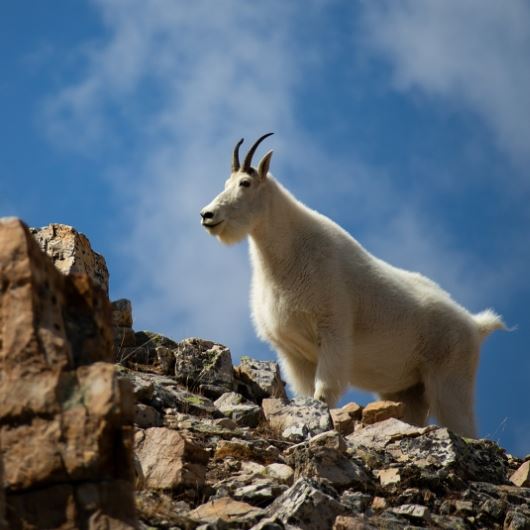 Mountain Goat