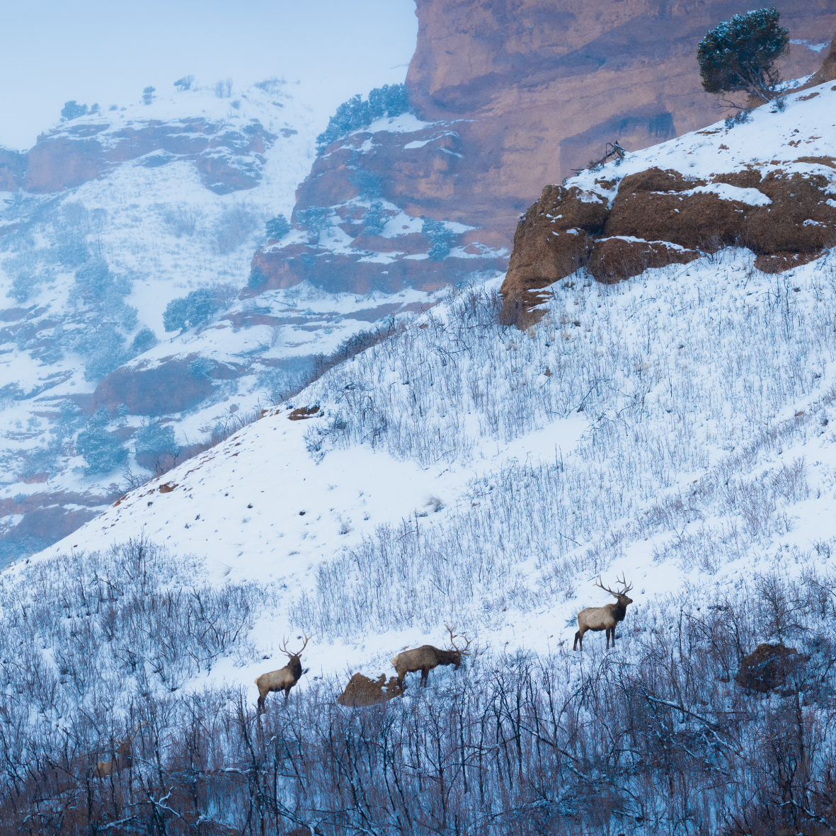 npo spotlight graphic