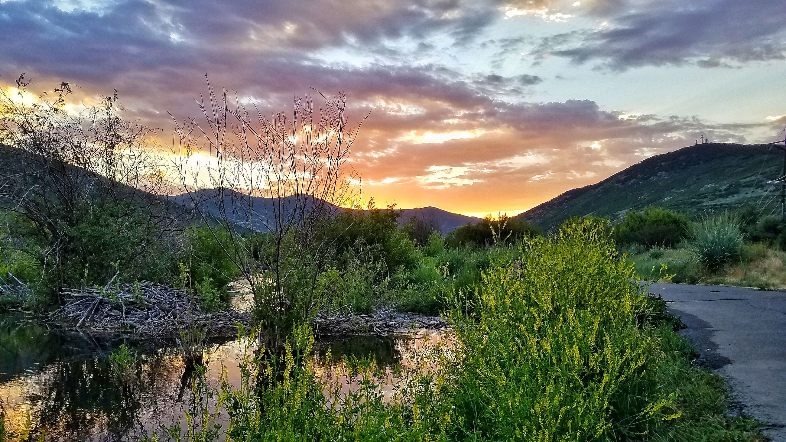 Andrew Woolford - beaver dam