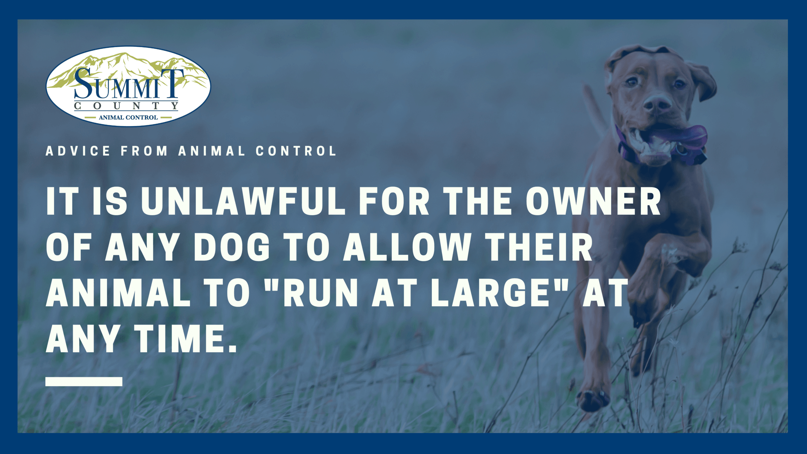 Animal Control - Advice From Animal Control (1)