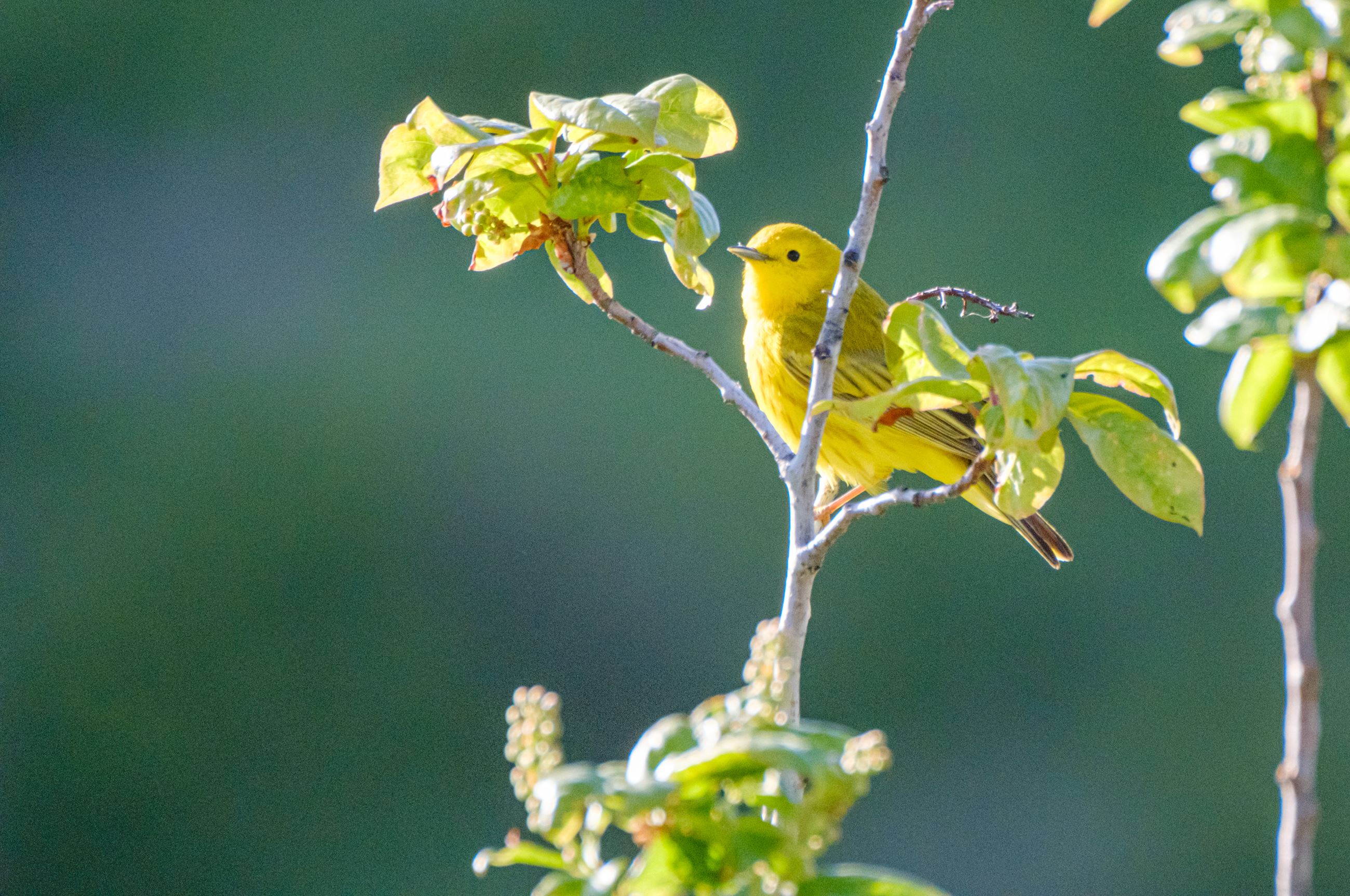 910 Ranch Yellow Warbler - Credit David Jackson